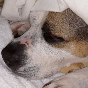 Meet your Posher, Amelia